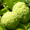 Osage Oranges